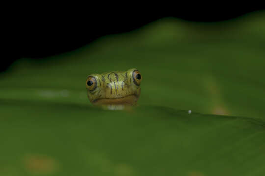 Image of Parachuting frog