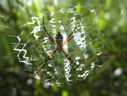 Image of Silver Argiope