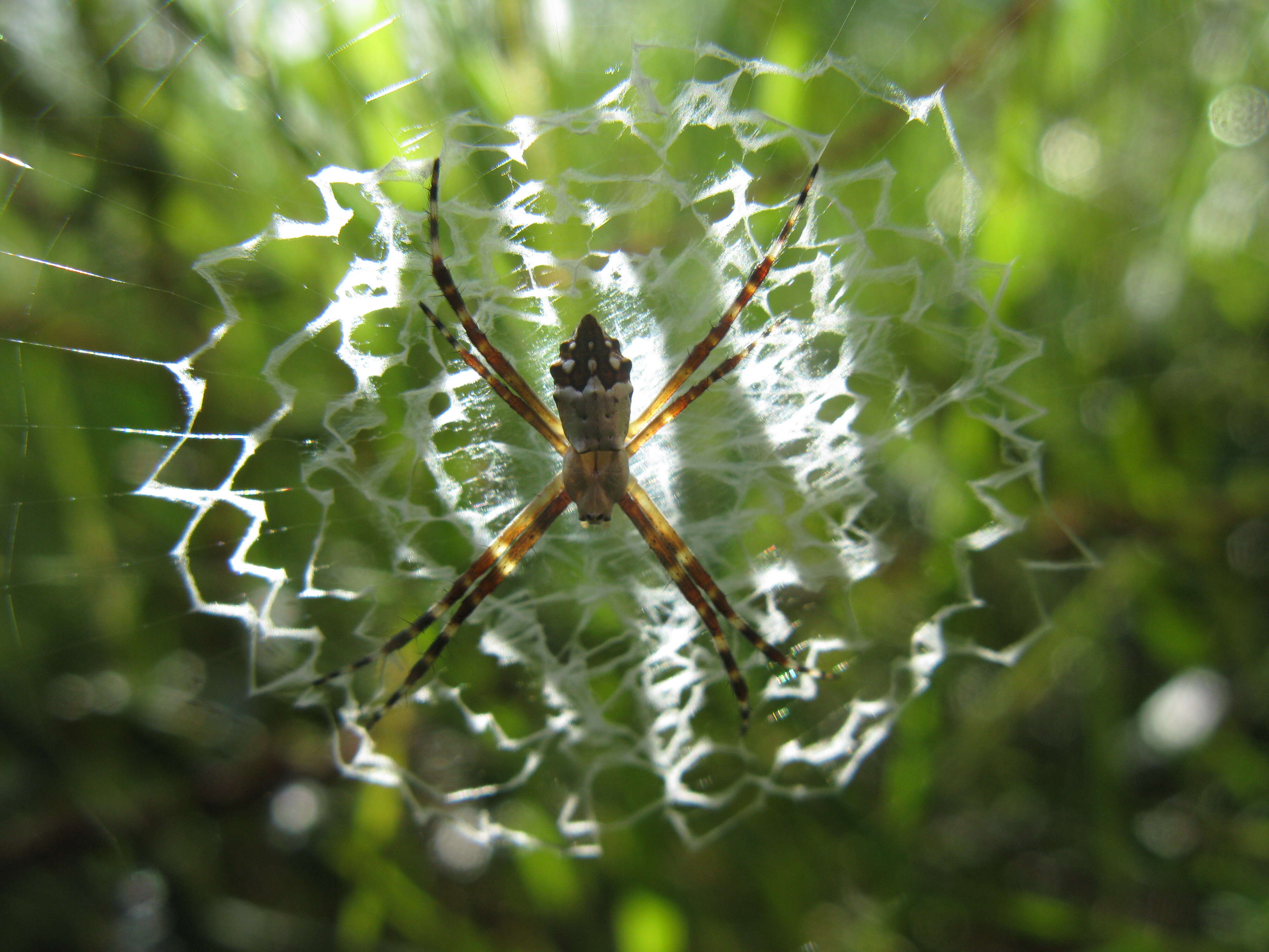 Image of Silver Argiope