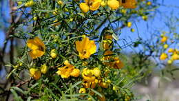 Plancia ëd <i>Senna glutinosa</i>