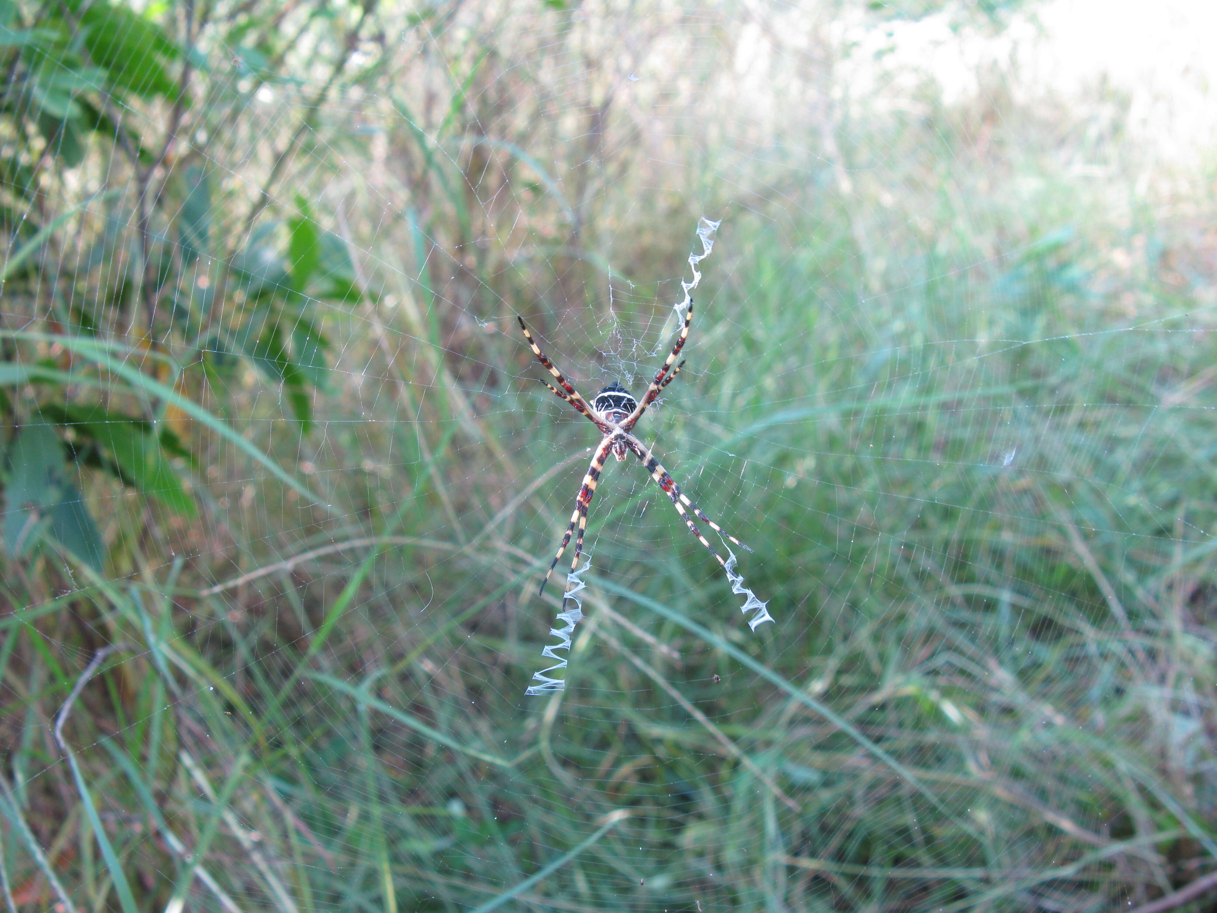 Image of Silver Argiope