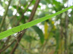 Image of Silver Argiope