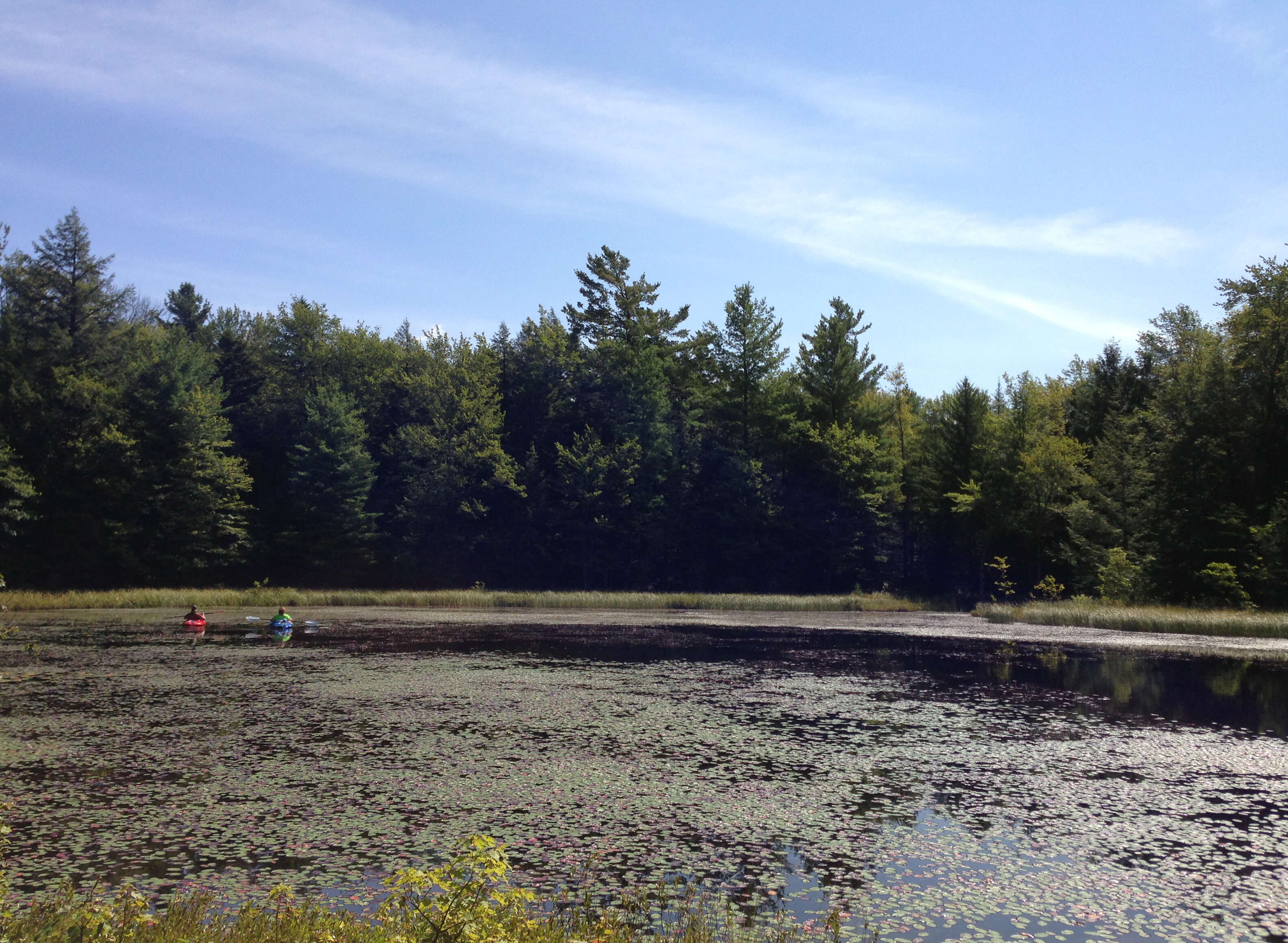 Image of eastern white pine