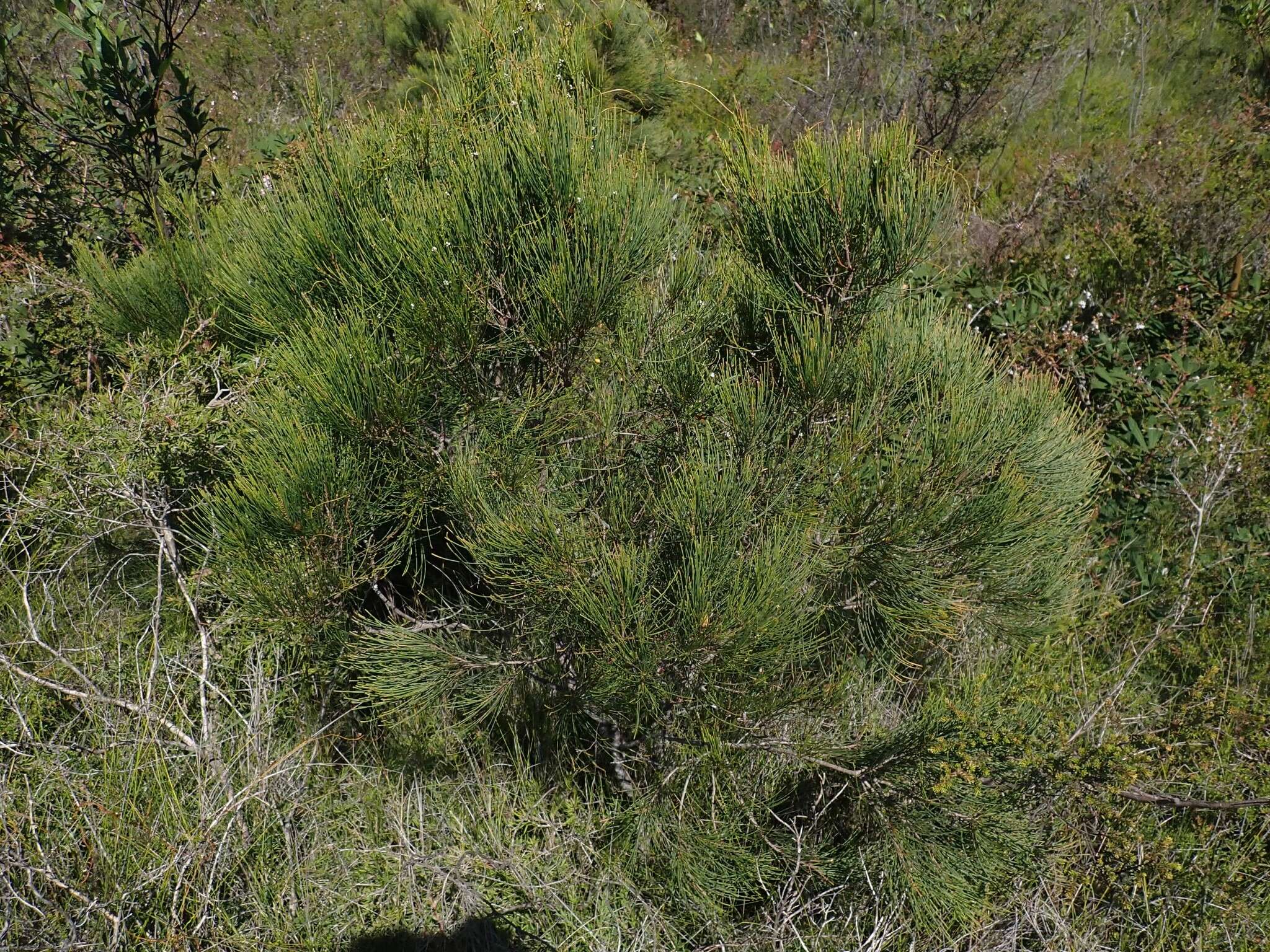 Image of Allocasuarina thalassoscopica L. A. S. Johnson