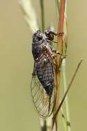 Tettigettula pygmea (Olivier 1790)的圖片