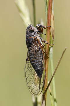 Tettigettula的圖片