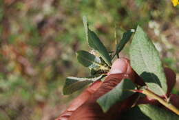 Sivun Salix alaxensis var. longistylis (Rydb.) C. K. Schneid. kuva