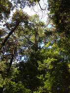 Image of eastern white pine