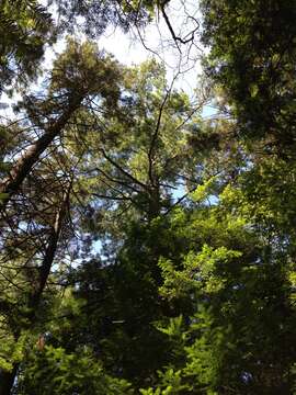 Image of eastern white pine