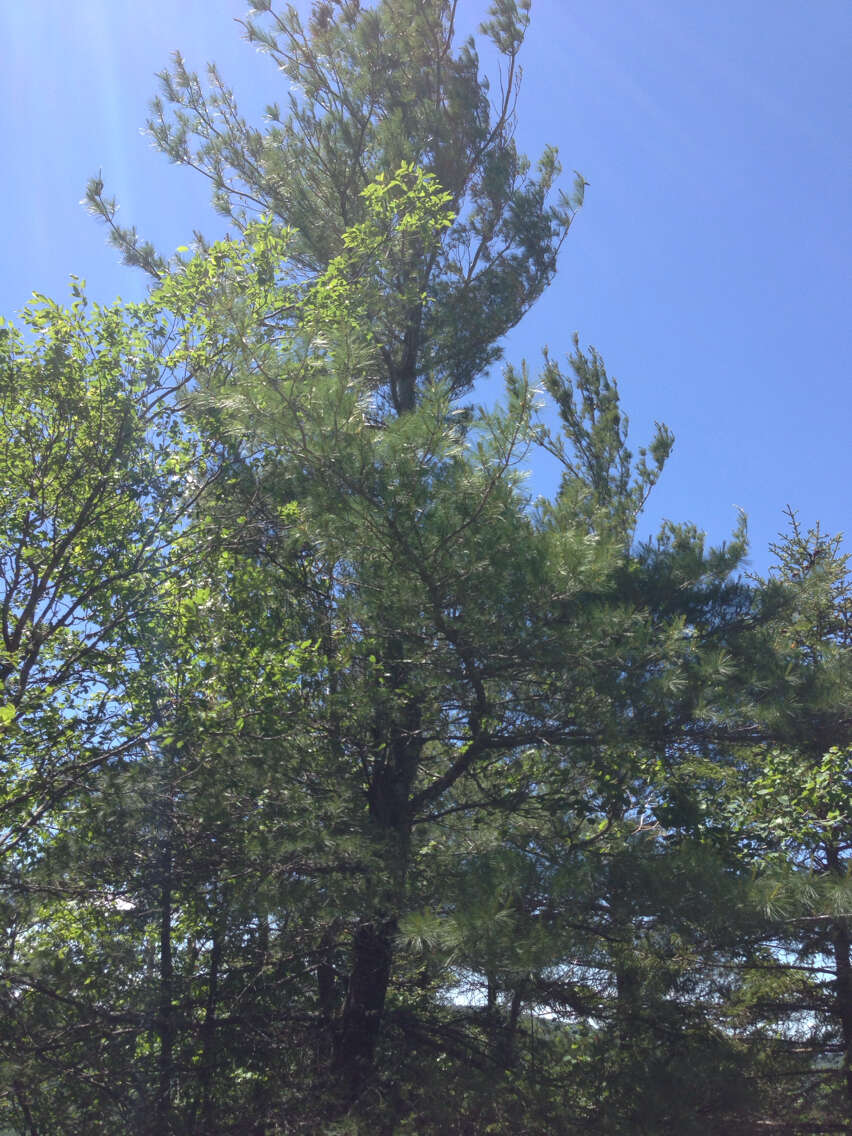 Image of eastern white pine