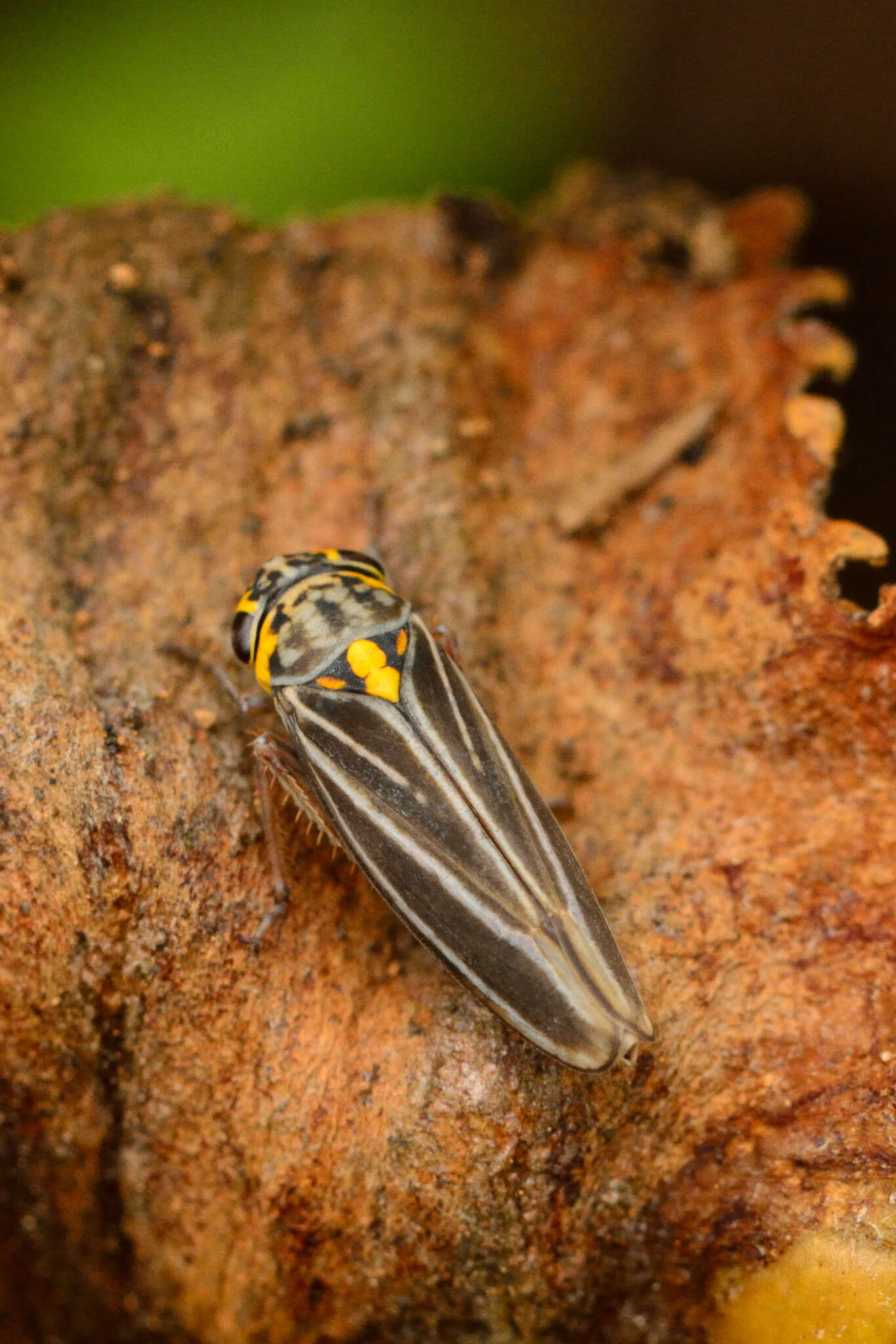 Plancia ëd Graphocephala nigrifascia (Walker & F. 1851)