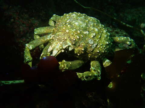 Image of Sheep crab