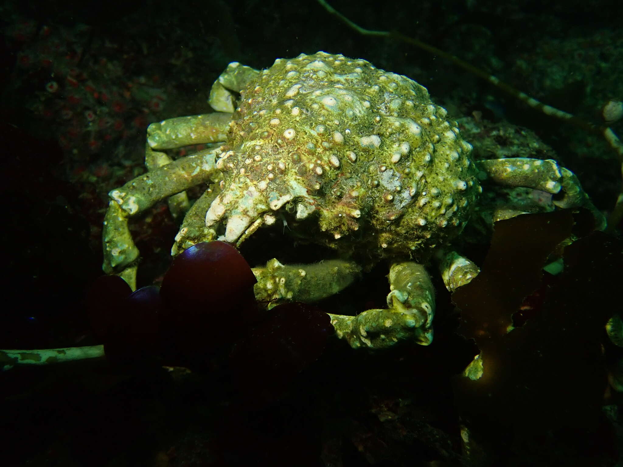 Image of Sheep crab