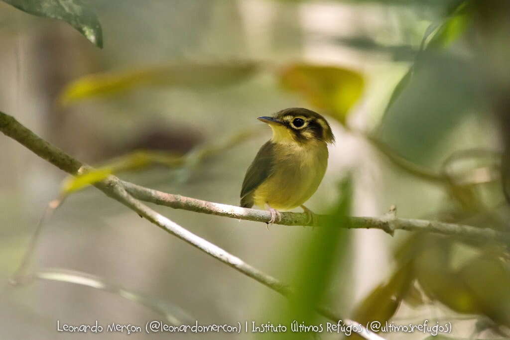 Image of White-throated Spadebill