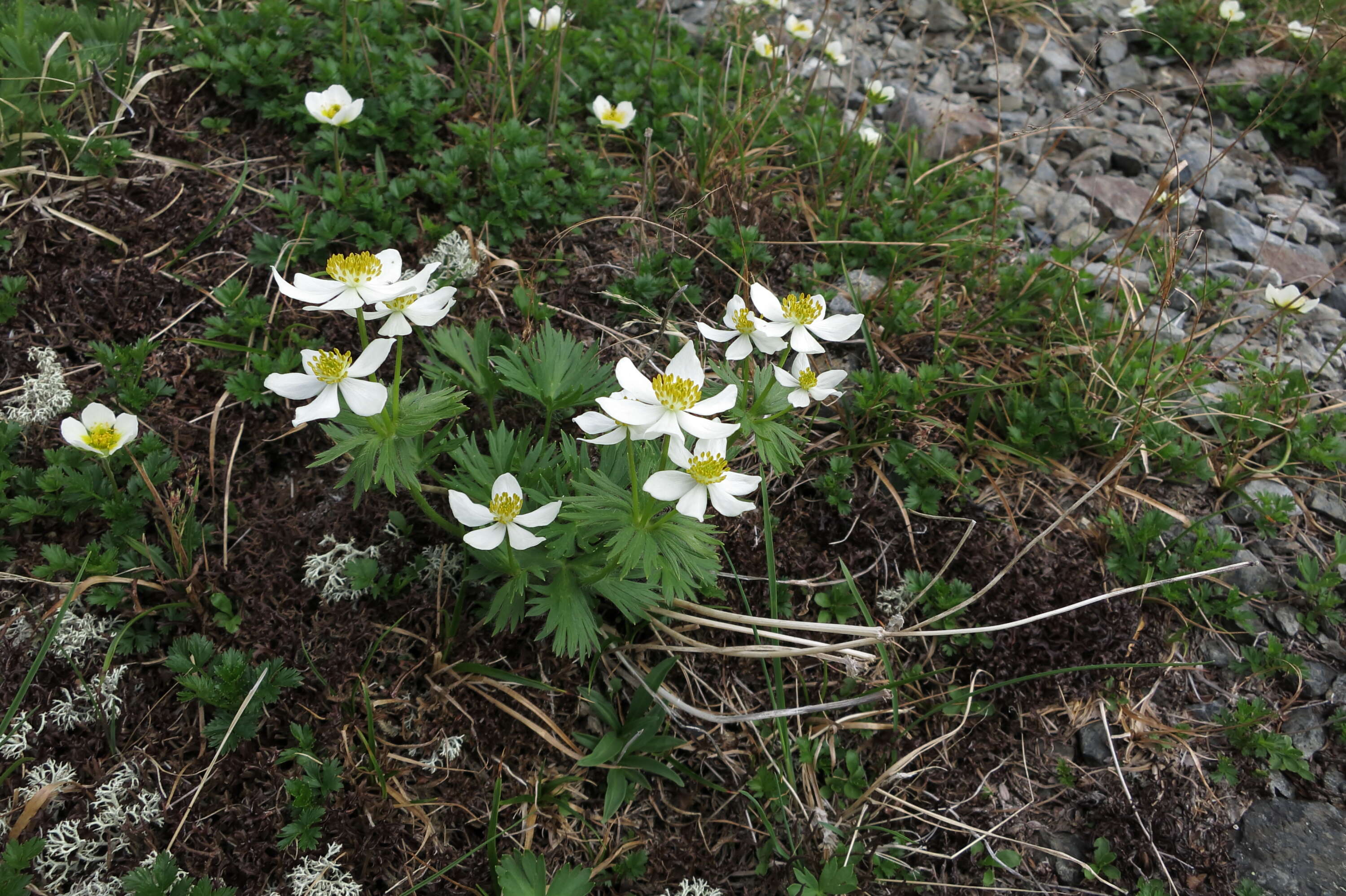 Imagem de Anemonastrum narcissiflorum subsp. narcissiflorum