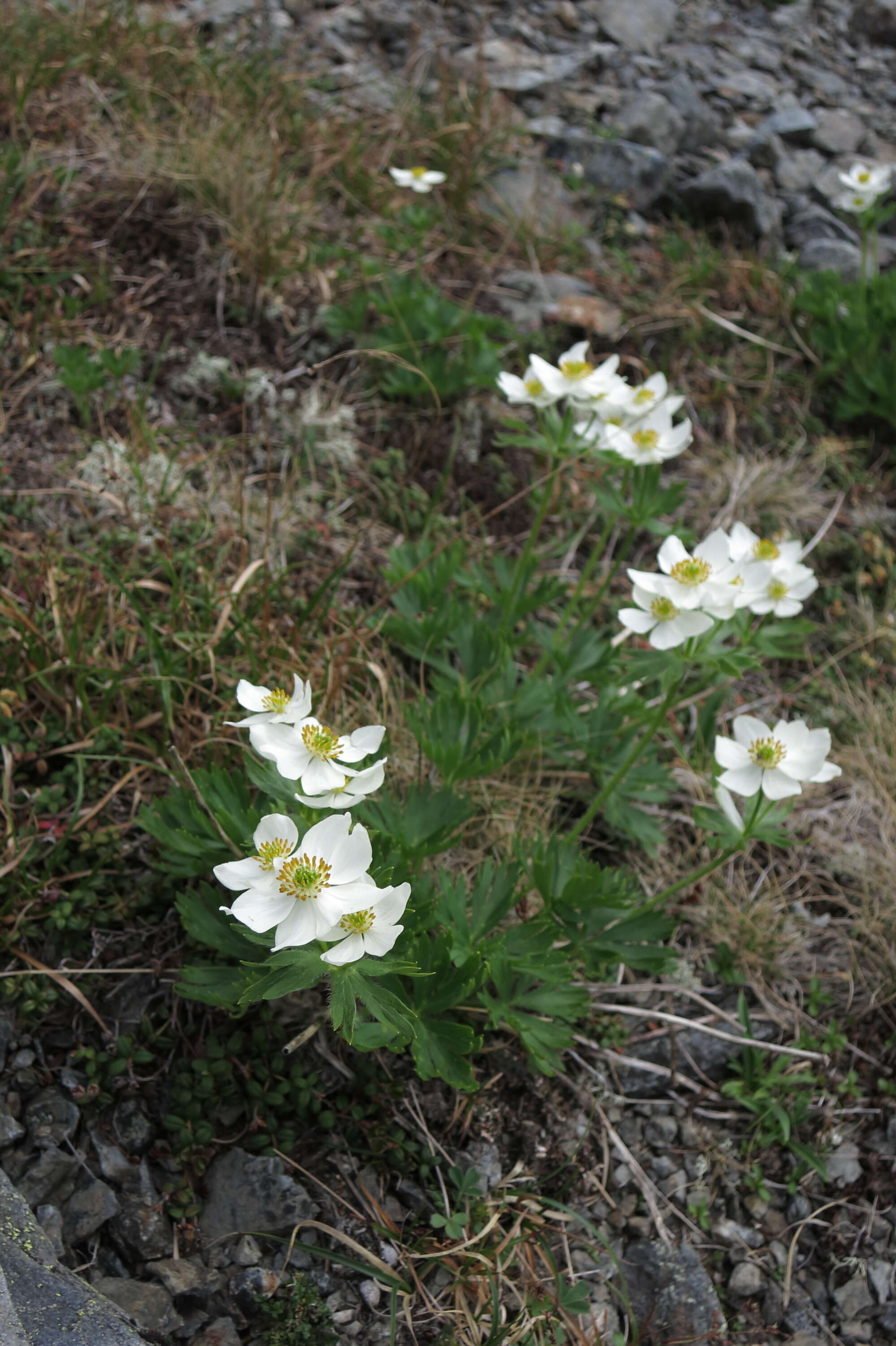 Imagem de Anemonastrum narcissiflorum subsp. narcissiflorum