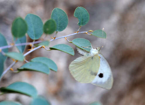 Image of cabbage butterfly