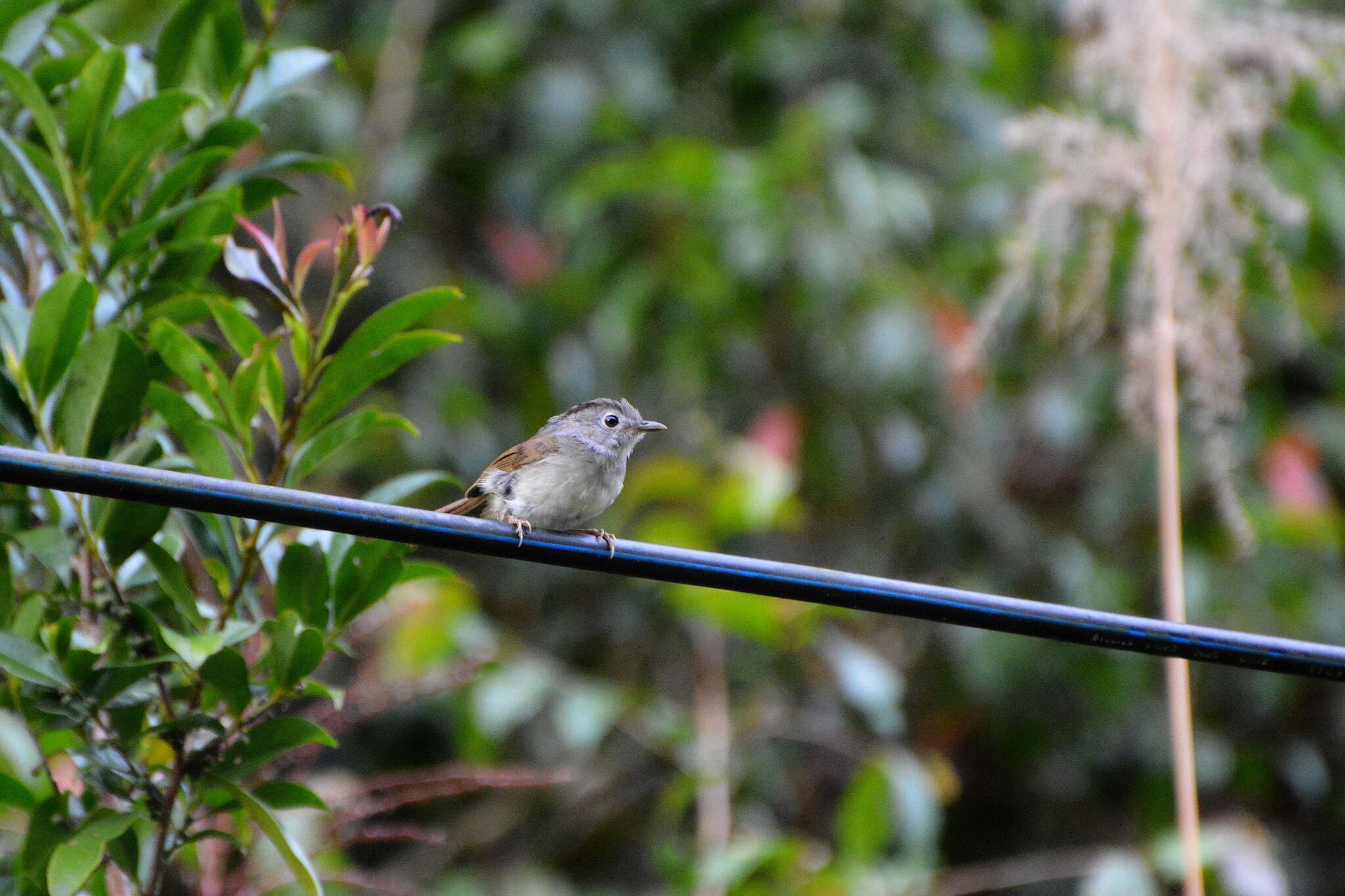 Image of Mountain Fulvetta