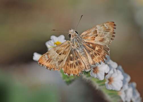 Image of Mallow Skipper