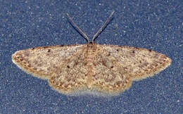 Image of Idaea urcitana Agenjo 1952