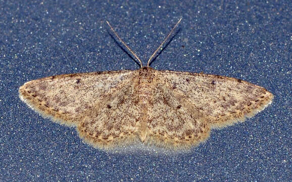 Image of Idaea urcitana Agenjo 1952