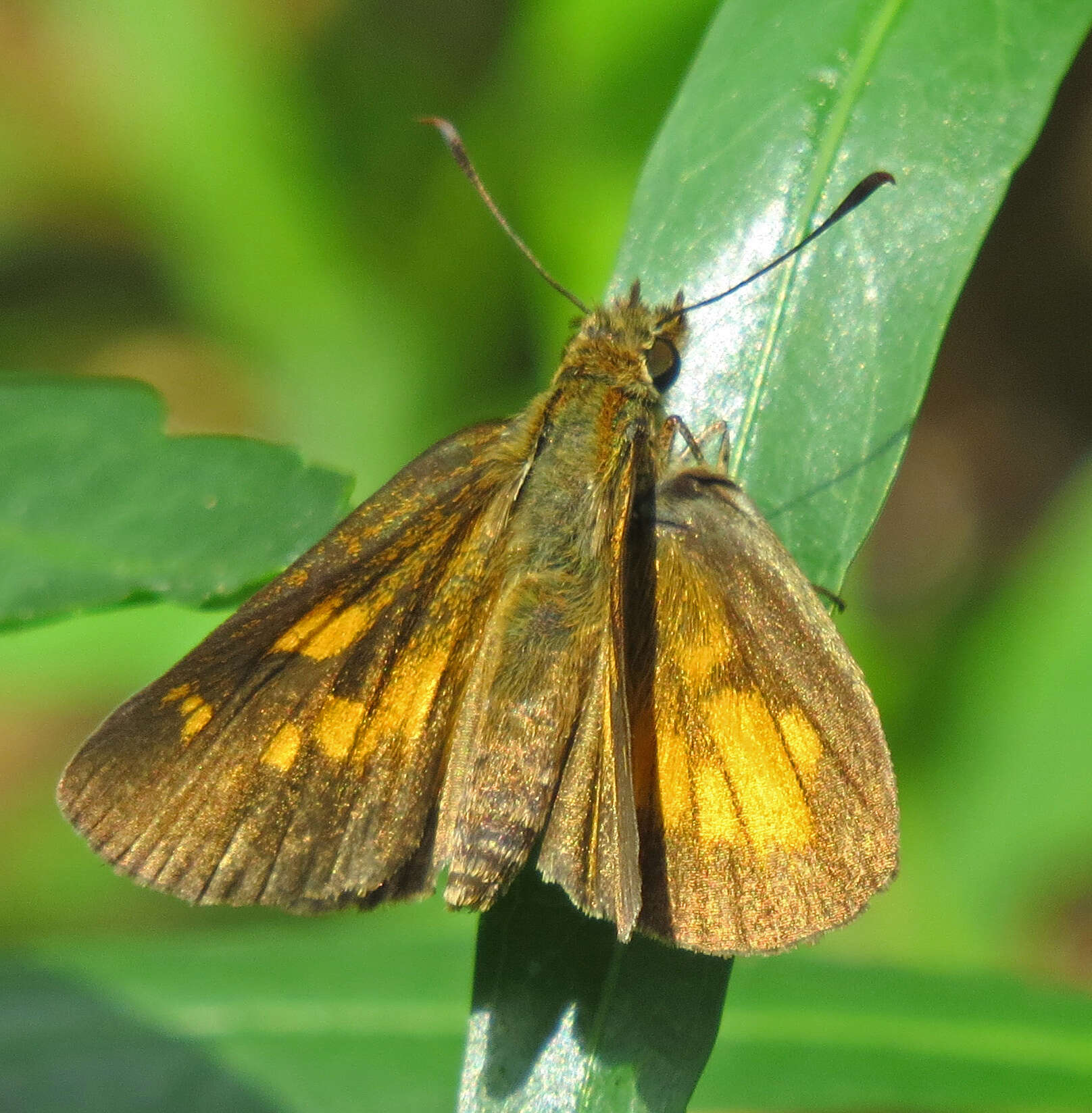 Image of Broad-winged Skipper