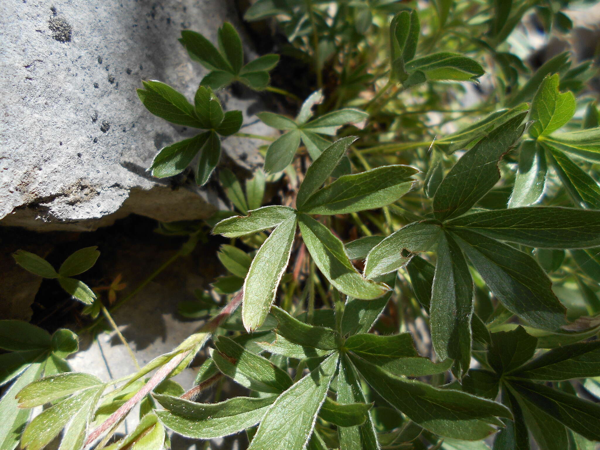 Image of Potentilla caulescens L.