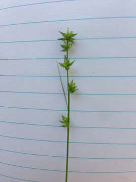 Image of rosy sedge