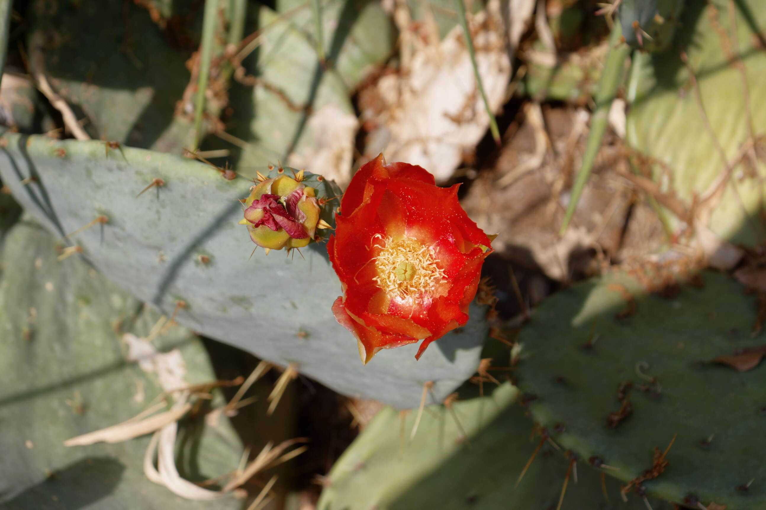 Imagem de Opuntia tuna (L.) Mill.