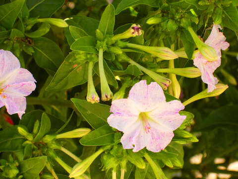 Image of Four o'Clock flower