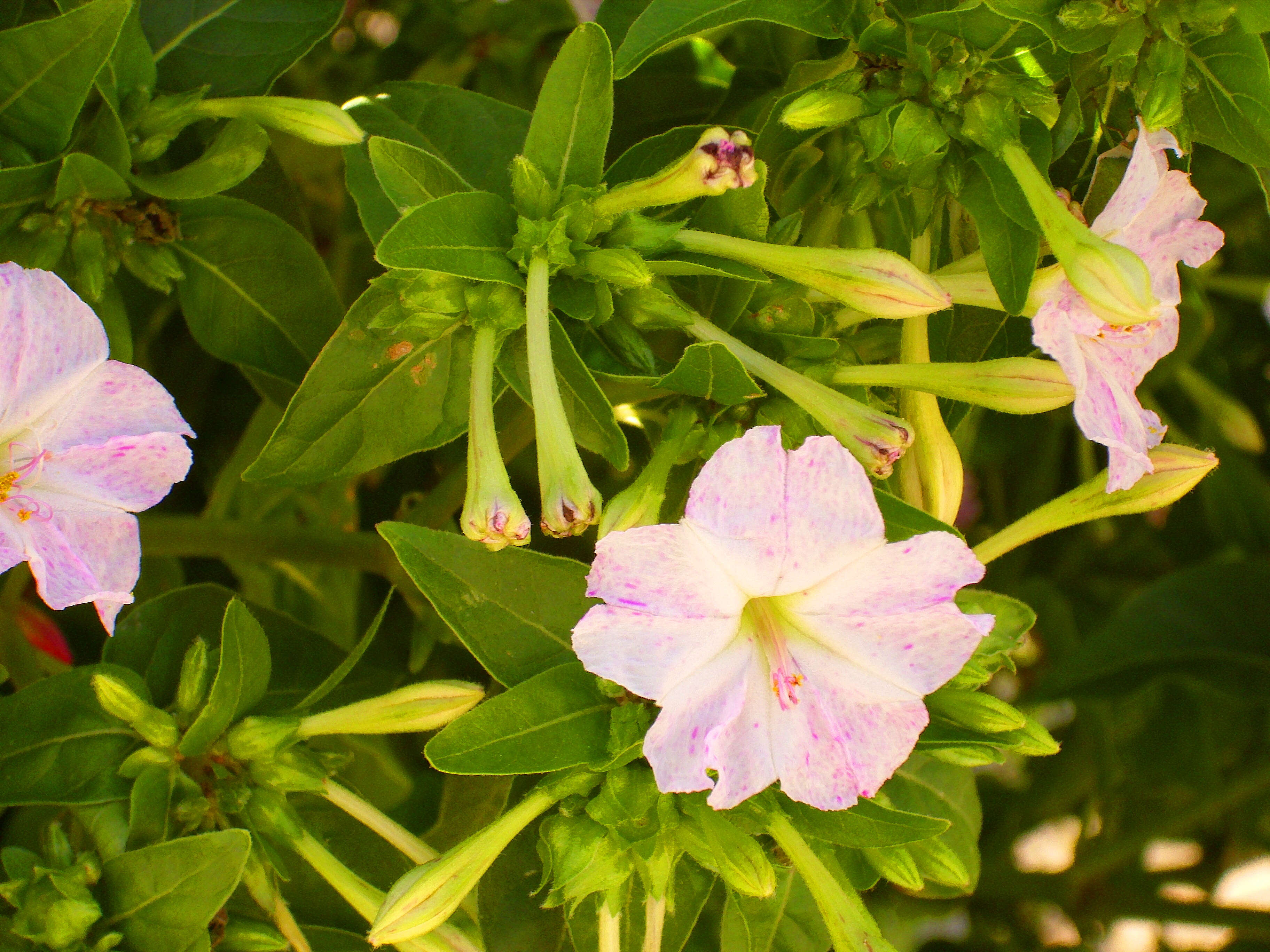 Image of Four o'Clock flower