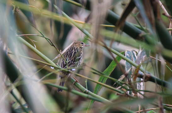 Image of Pechora Pipit