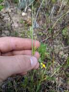 Image of Sand Flat Sedge