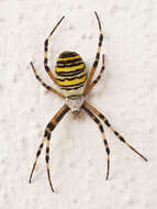 Image of Barbary Spider