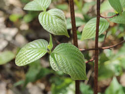 Image of roundleaf dogwood