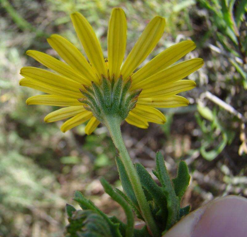 Plancia ëd Osteospermum sinuatum (DC.) T. Norl.