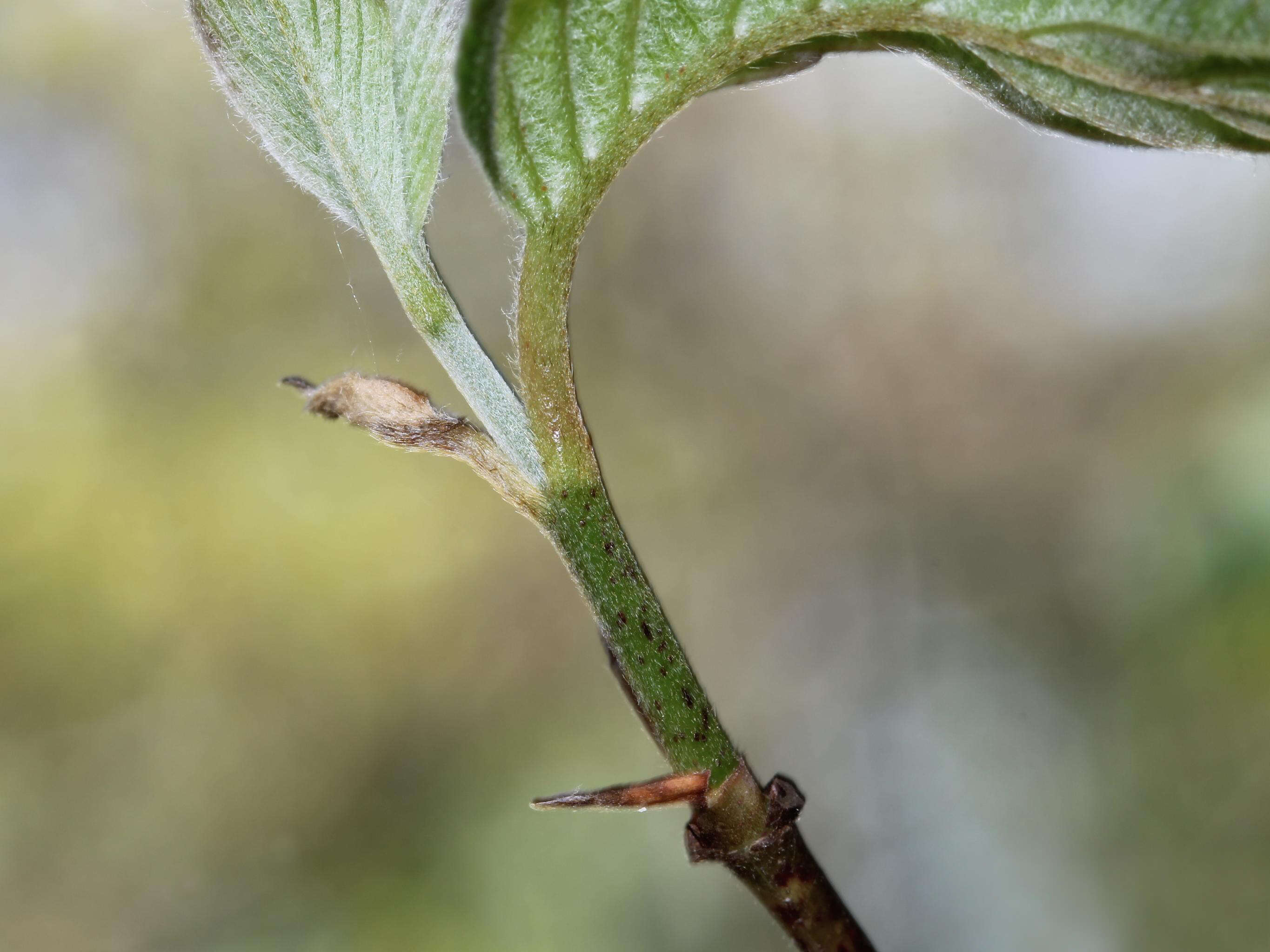 Image of roundleaf dogwood