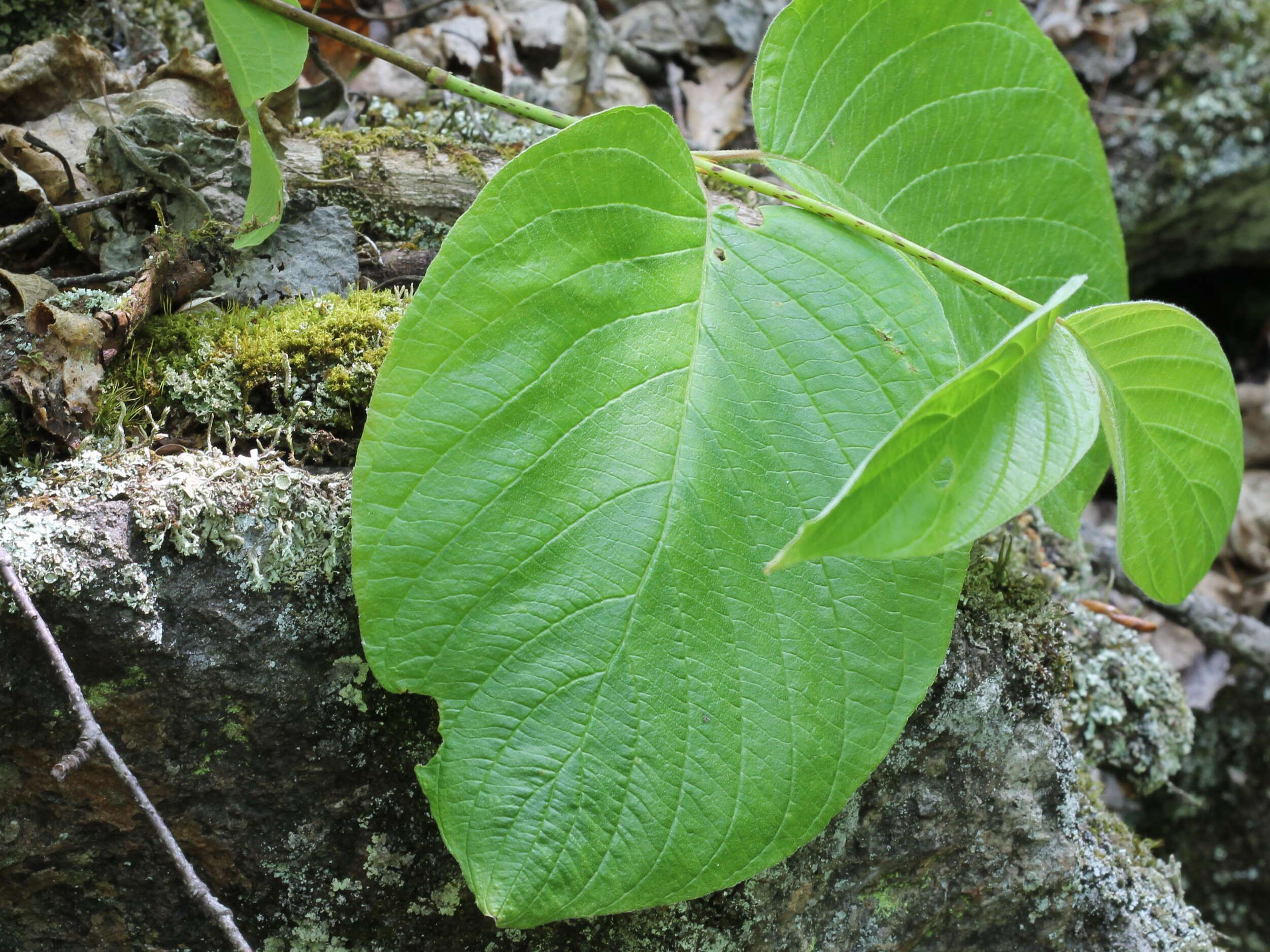 Image of roundleaf dogwood