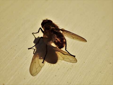 Image of Tufted cluster fly