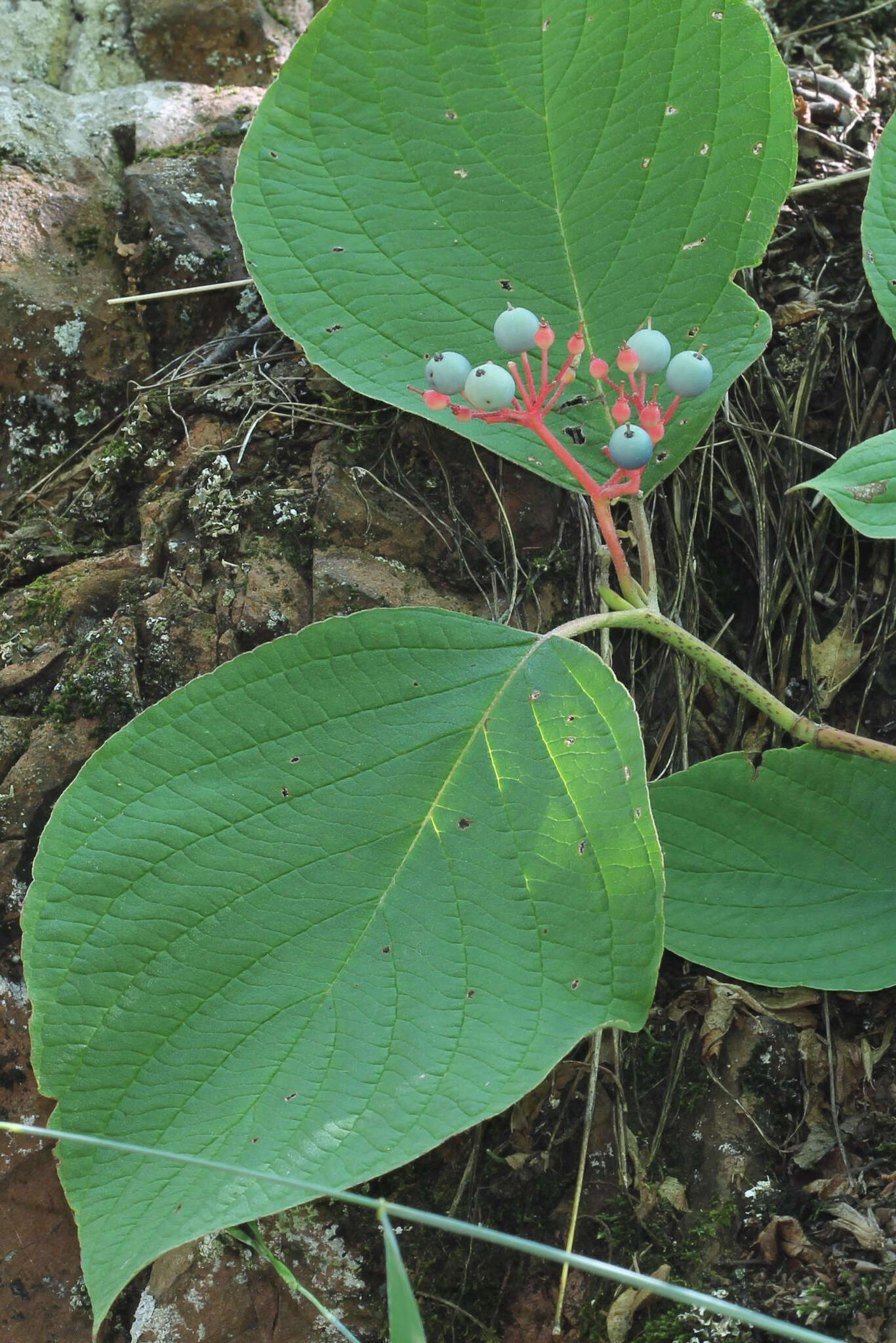 Image of roundleaf dogwood