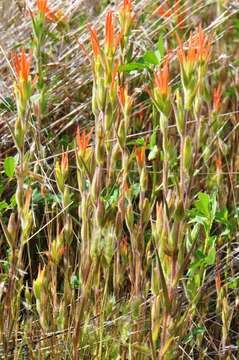 Image of Castilleja minor var. exilis (A. Nelson) J. M. Egger