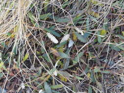 Imagem de Dryas octopetala subsp. alaskensis (A. Pors.) Hult.