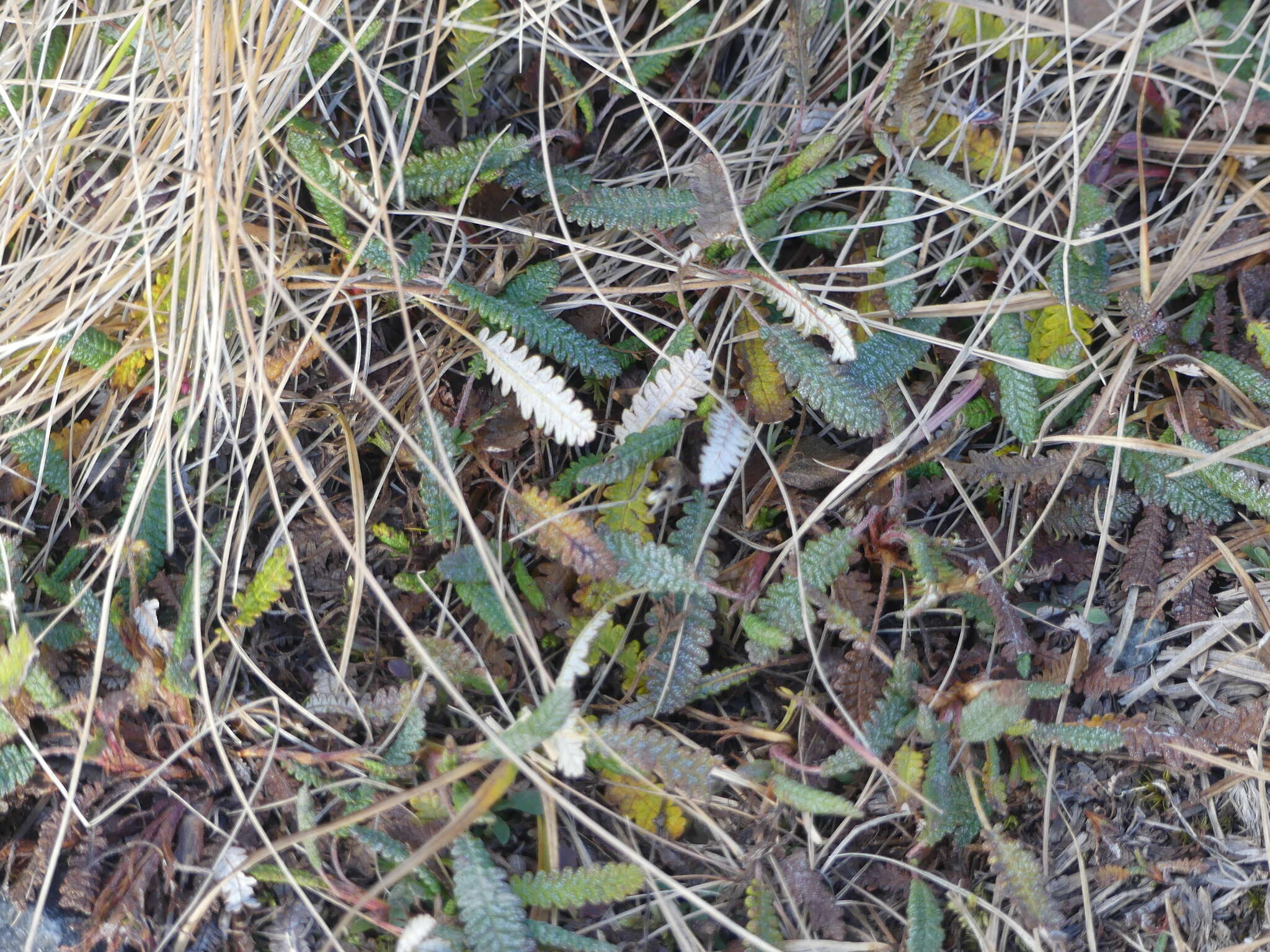 Imagem de Dryas octopetala subsp. alaskensis (A. Pors.) Hult.