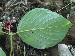 Image of roundleaf dogwood