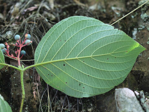 Image of roundleaf dogwood