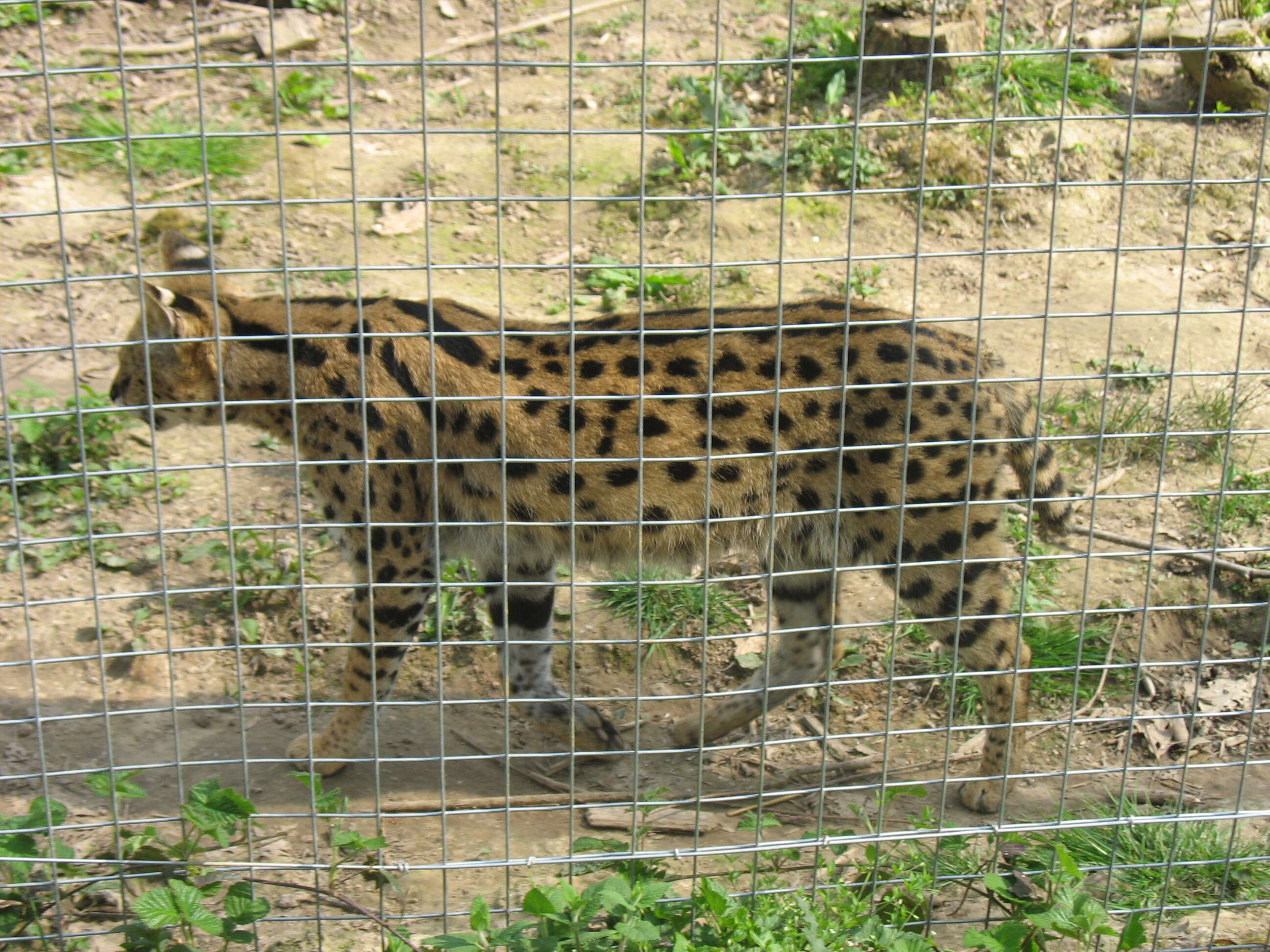 صورة Leptailurus Severtzov 1858