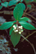 Image of redosier dogwood