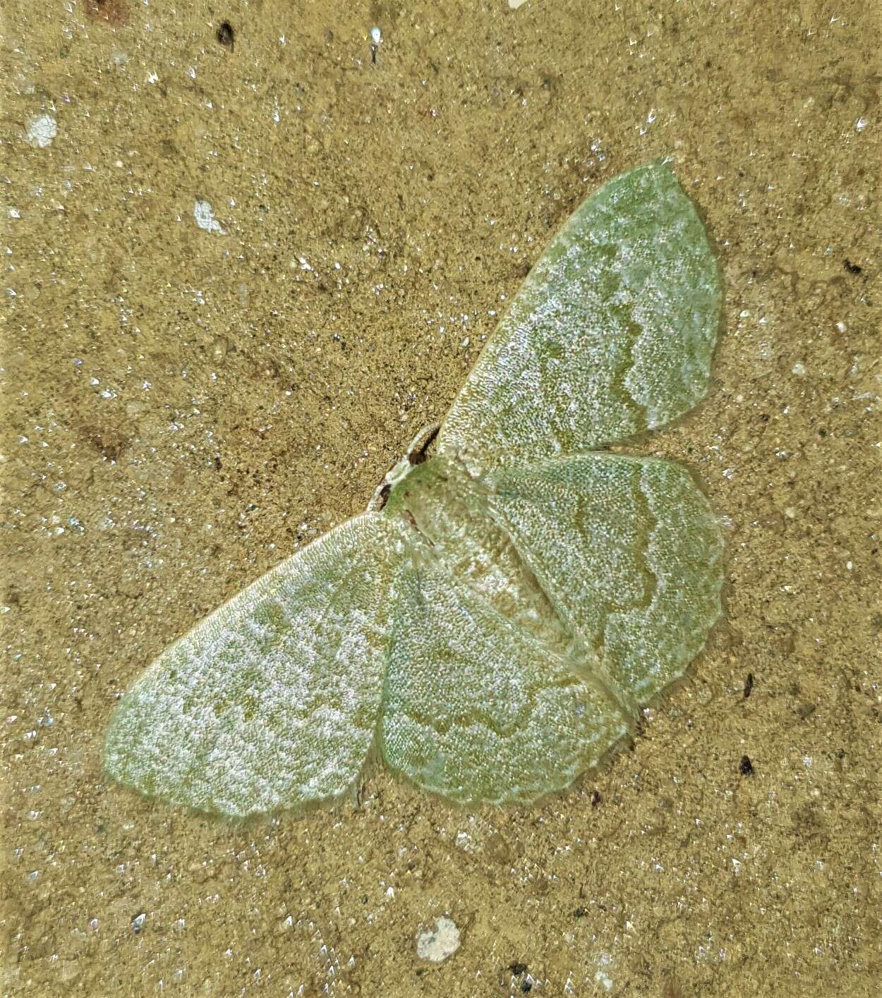 Image of Chlorissa albistrigulata Warren 1897