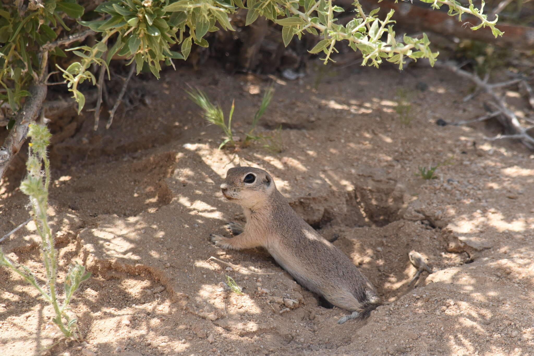 Image of Mohave ground squirrel