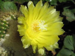 Image of Parodia lenninghausii (F. Haage) F. H. Brandt ex Eggli & Hofacker